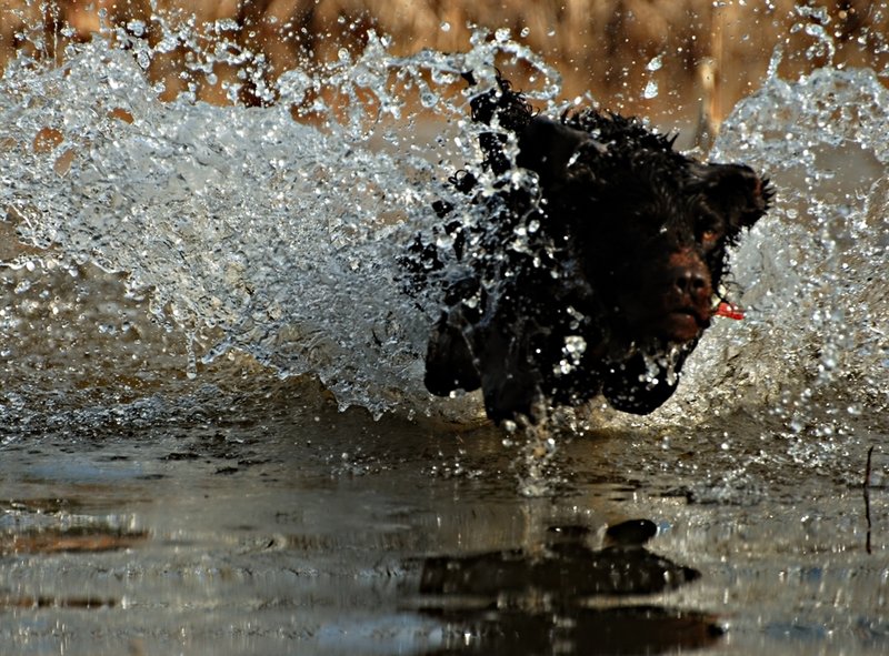 BN 057.jpg :: Boykin Spaniel