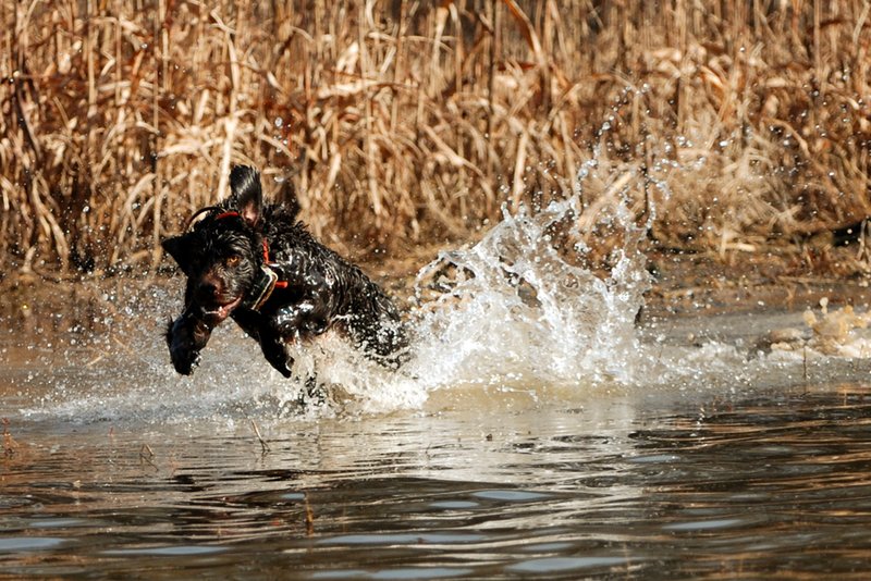 BN 058.jpg :: Boykin Spaniel