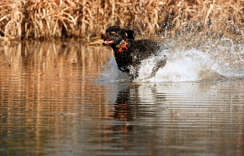 BN 059.jpg :: Boykin Spaniel