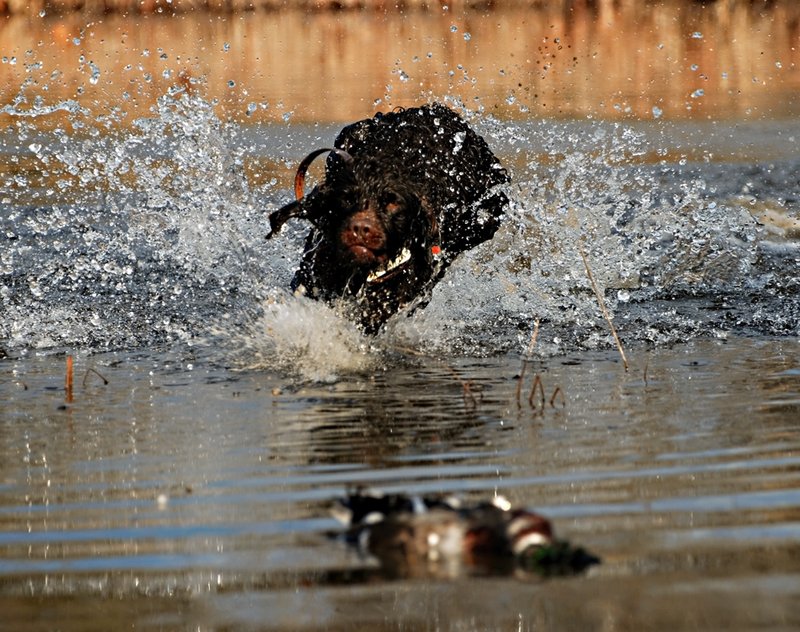 BN 061.jpg :: Boykin Spaniel