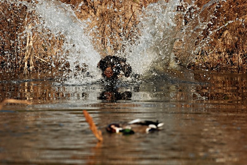 BN 062.jpg :: Boykin Spaniel