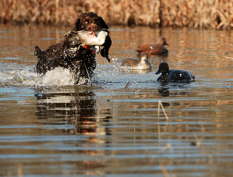 BN 067.jpg :: Boykin with Ringneck drake