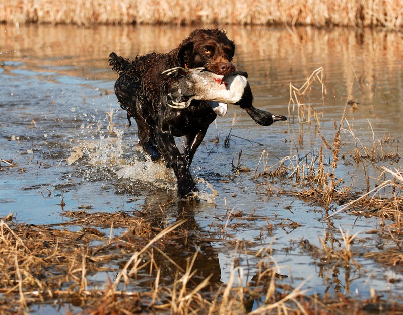 BN 068.jpg :: Boykin with Ringneck drake
