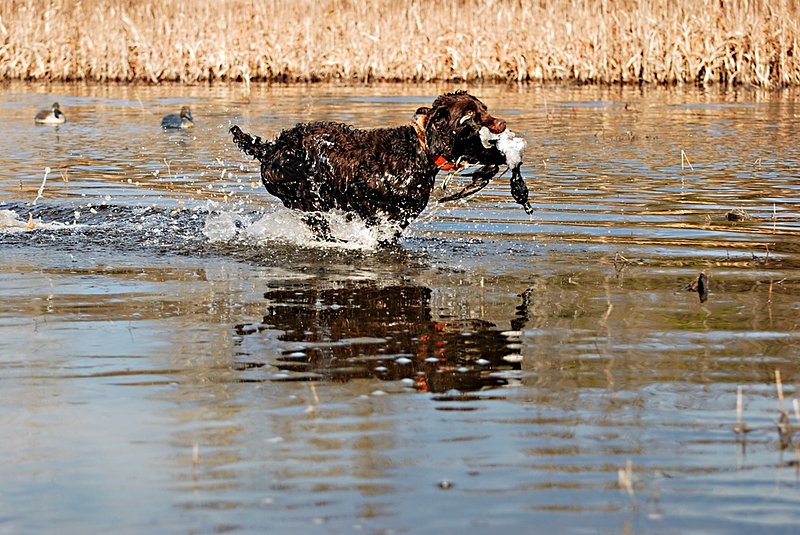 BN 070.jpg :: Boykin with Ringneck drake