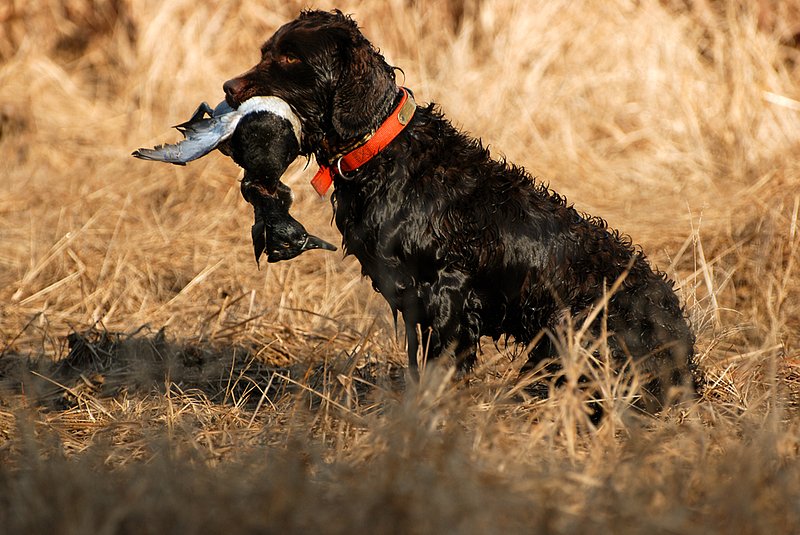 BN 072.jpg :: Boykin with Ringneck drake