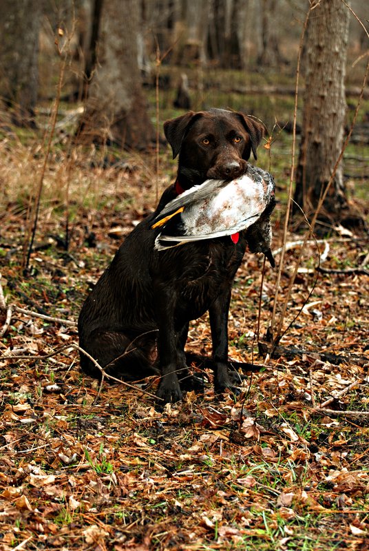 CLB 007.jpg :: Chocolate Lab with Gadwall drake