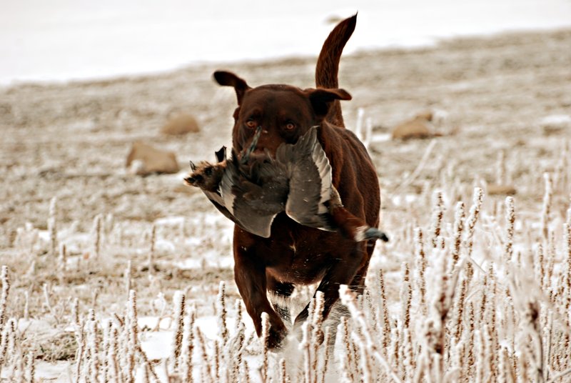 CLB 008.jpg :: Chocolate Lab with Redhead drake