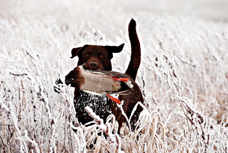 CLB 010.jpg :: Chocolate Lab with Mallard drake