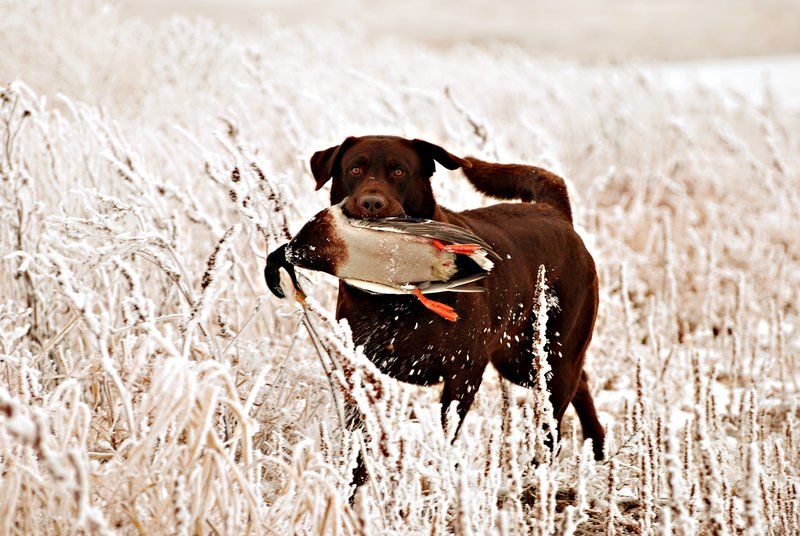 CLB 011.jpg :: Chocolate Lab with Mallard drake