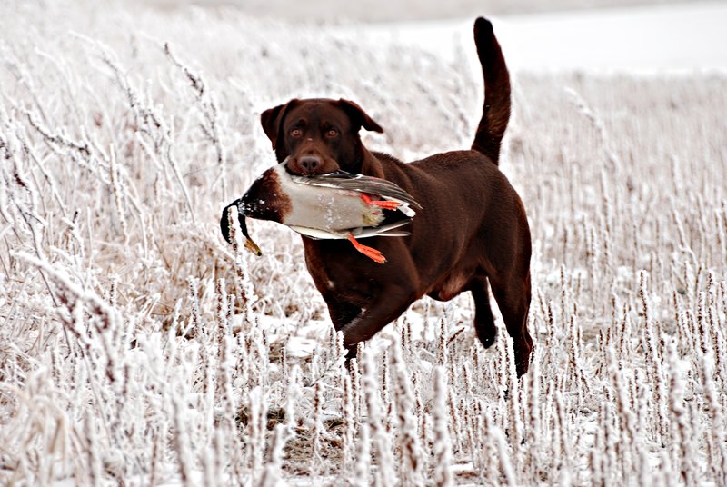 CLB 012.jpg :: Chocolate Lab with Mallard drake