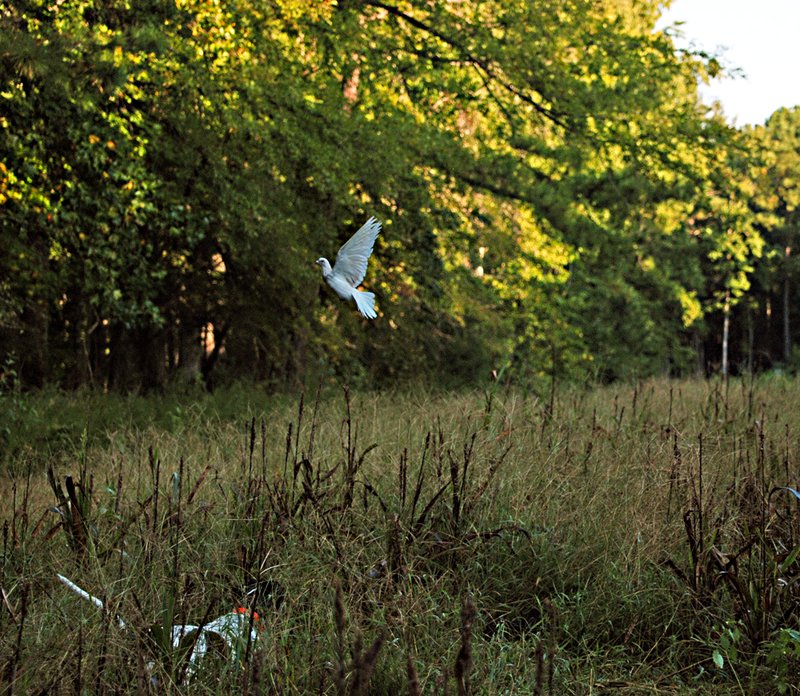 DT 013.jpg