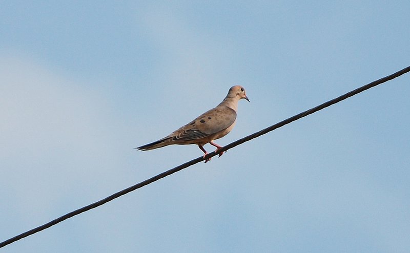 Dove 002.jpg