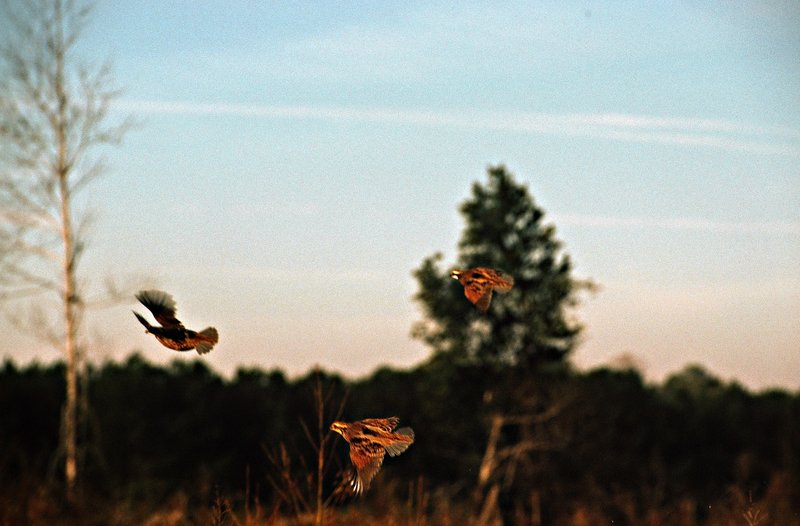 Quail 001.jpg
