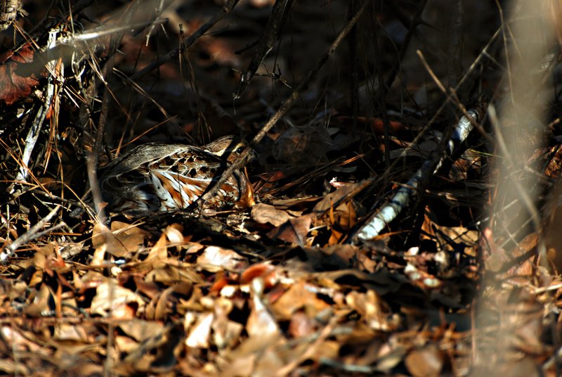 Quail 002.jpg