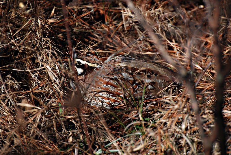 Quail 003.jpg
