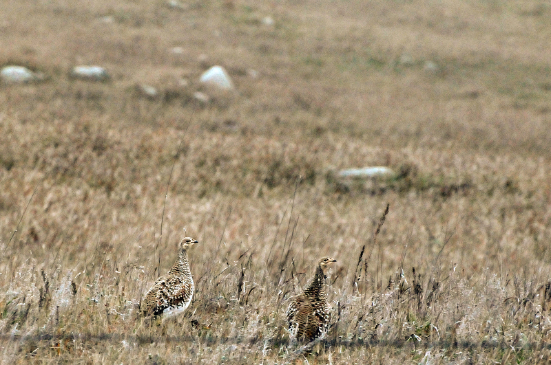 Sharptail 001_edited-2.jpg