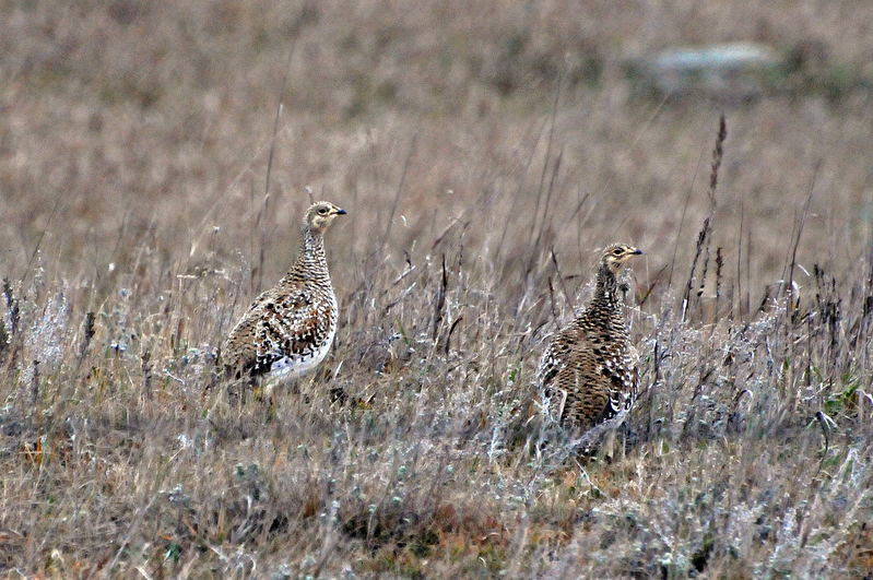 Sharptail 002_edited-1.jpg