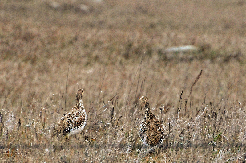 Sharptail 003_edited-1.jpg