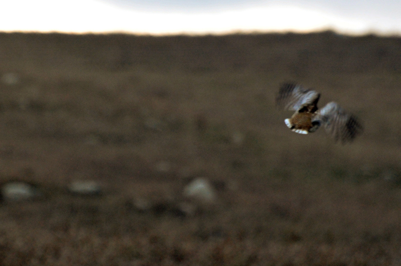 Sharptail 004_edited-1.jpg