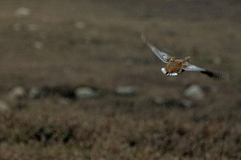 Sharptail 005_edited-1.jpg