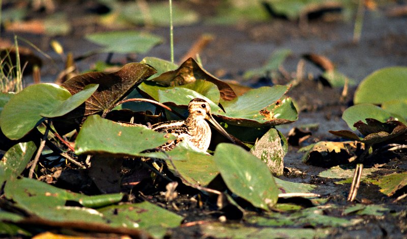 Snipe 001.jpg
