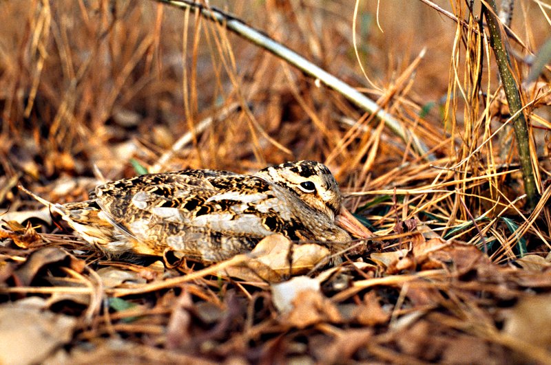 Woodcock 001.jpg