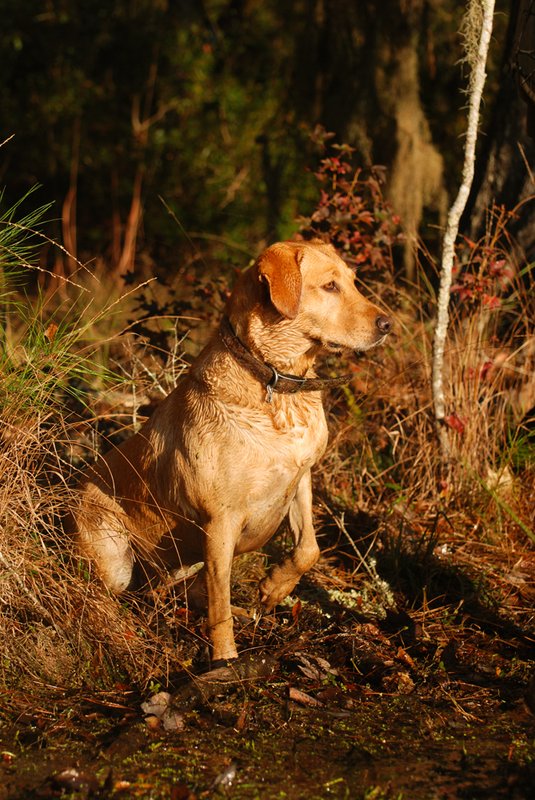 YLB 001.jpg :: Yellow Lab