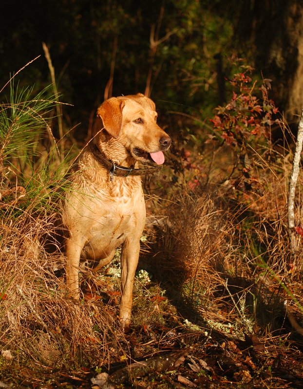 YLB 002.jpg :: Yellow Lab