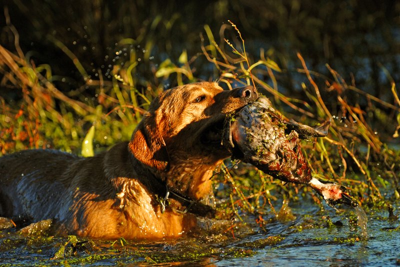 YLB 004.jpg :: Yellow Lab with wood duck