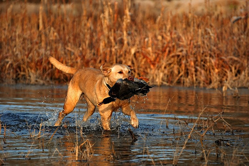 YLB 005.jpg :: Yellow Lab with mallard drake