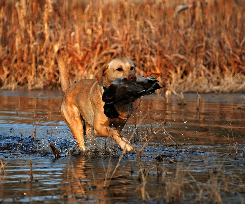 YLB 006.jpg :: Yellow Lab with mallard drake