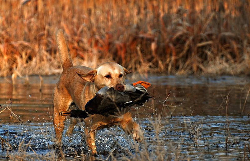 YLB 007.jpg :: Yellow Lab with mallard drake