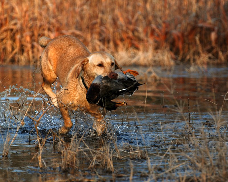 YLB 008.jpg :: Yellow Lab with mallard drake