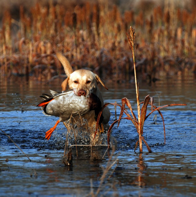 YLB 009.jpg :: Yellow Lab with mallard drake