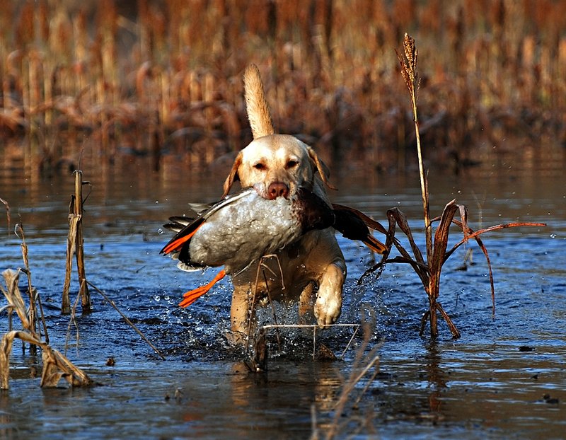 YLB 010.jpg :: Yellow Lab with mallard drake
