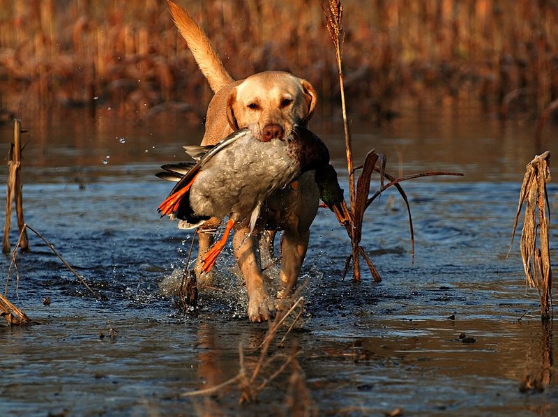 YLB 011.jpg :: Yellow Lab with mallard drake