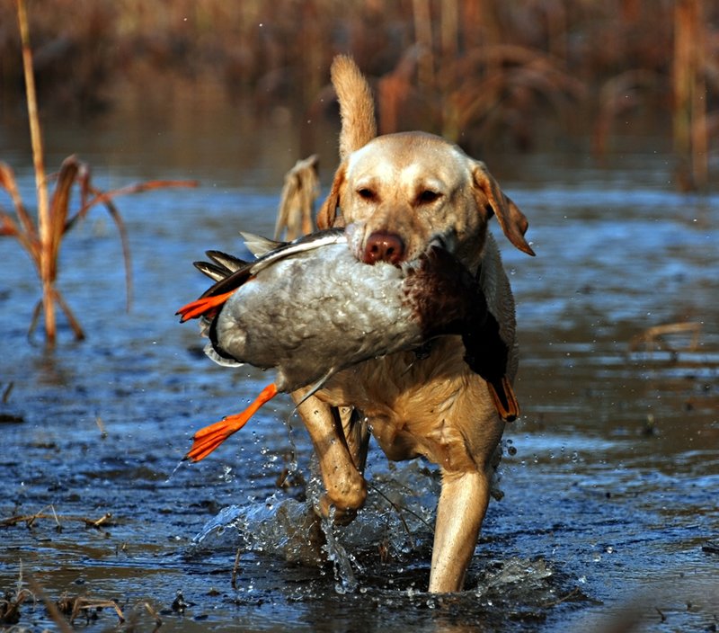 YLB 012.jpg :: Yellow Lab with mallard drake