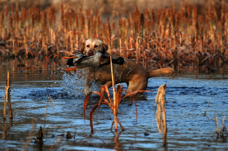 YLB 013.jpg :: Yellow Lab with mallard drake