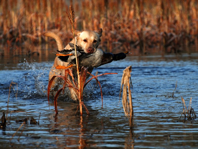 YLB 014.jpg :: Yellow Lab with mallard drake