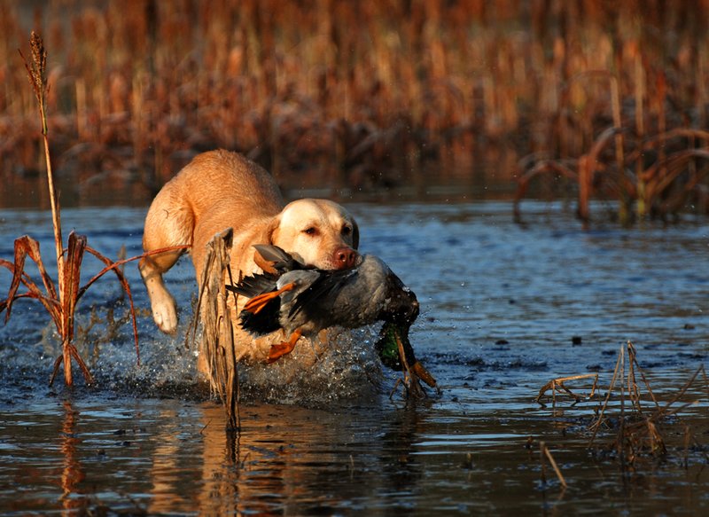 YLB 015.jpg :: Yellow Lab with mallard drake