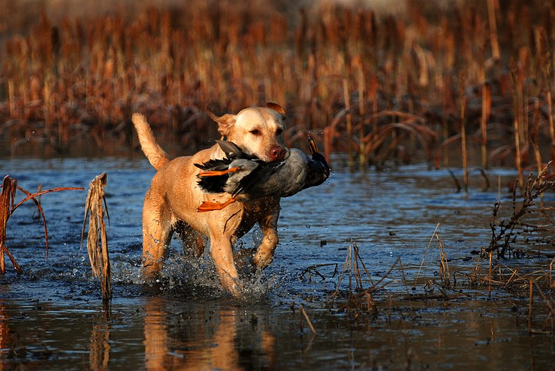 YLB 016.jpg :: Yellow Lab with mallard drake
