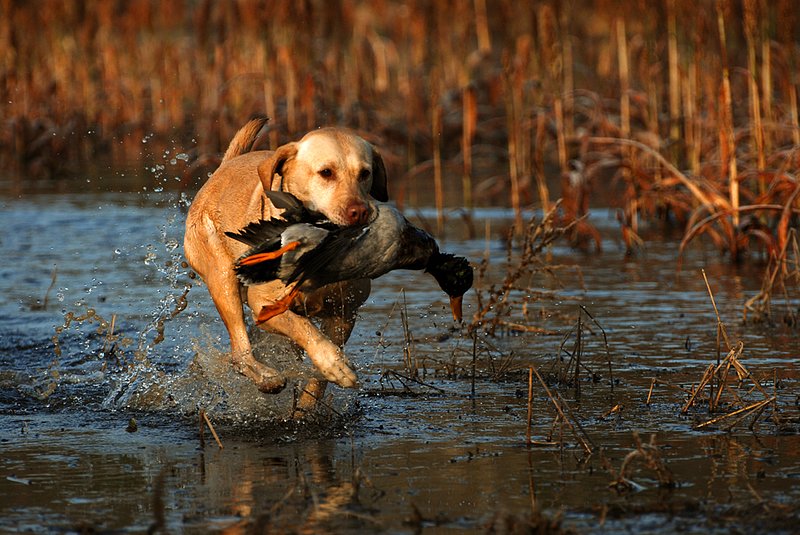 YLB 017.jpg :: Yellow Lab with mallard drake
