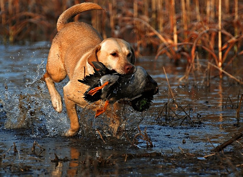 YLB 018.jpg :: Yellow Lab with mallard drake