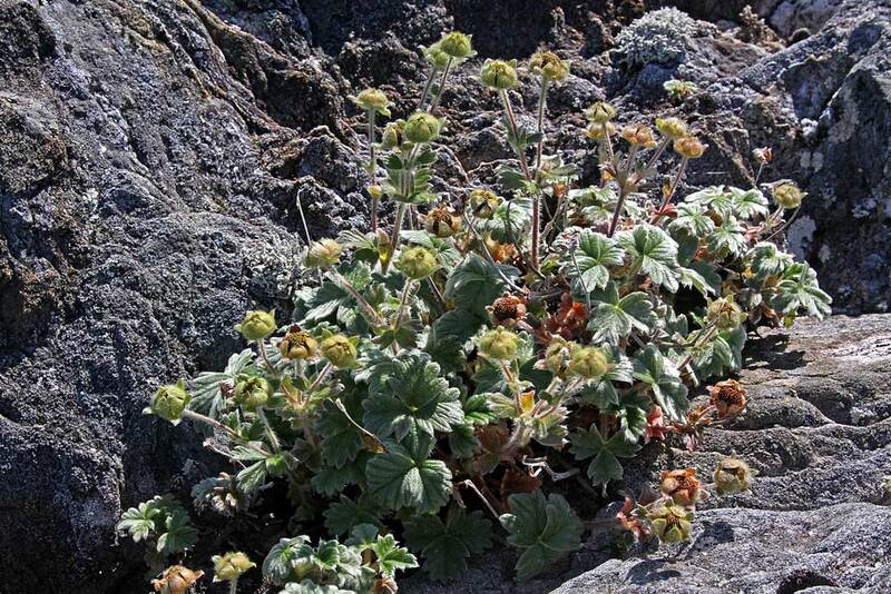AK Coastal Strawberry.jpg