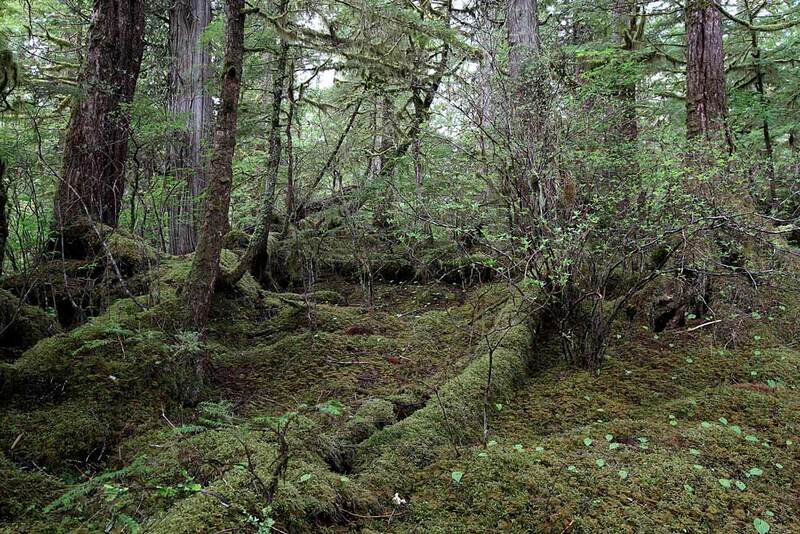 AK Forest Floor.jpg