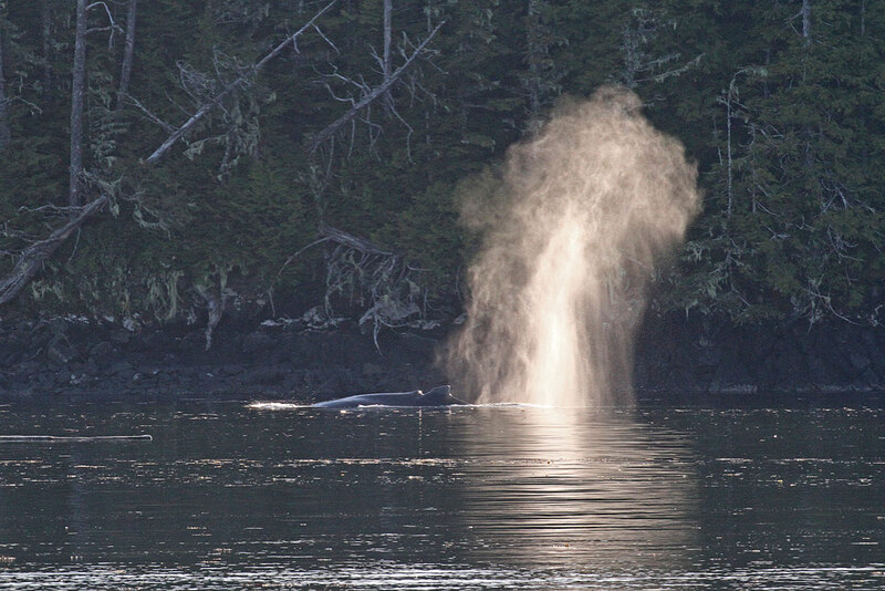 AK Judd Hbr Whale(1).jpg