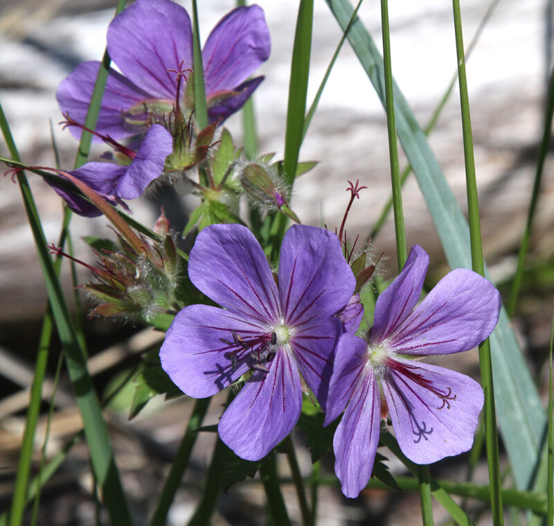 AK Northern Geranium.jpg