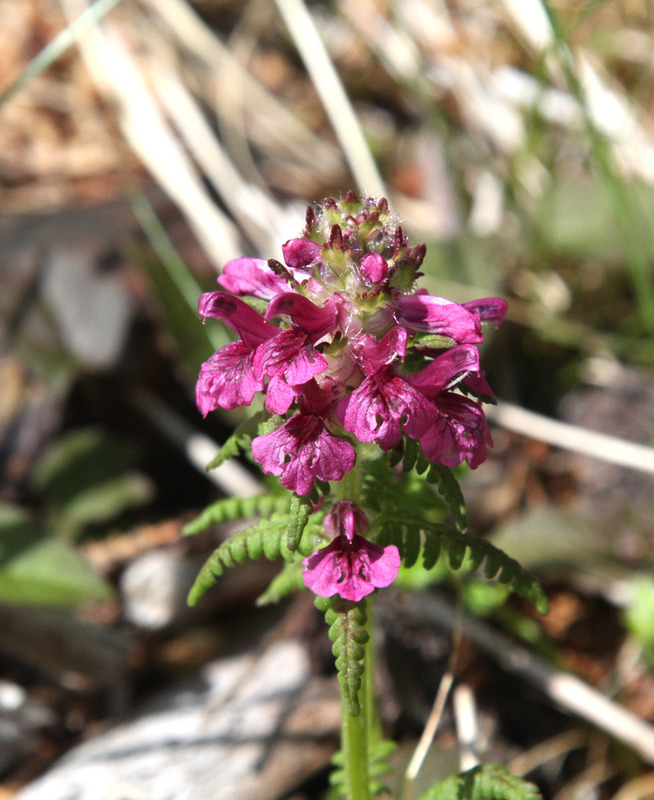 AK Whorled Lousewort(1).jpg