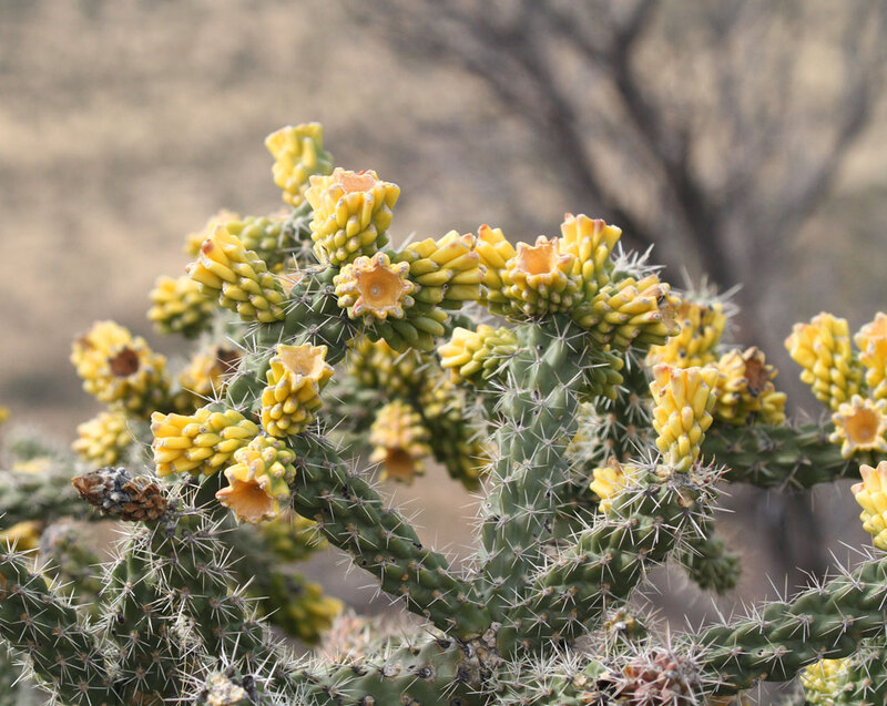 AZ Cane Cholla.jpg