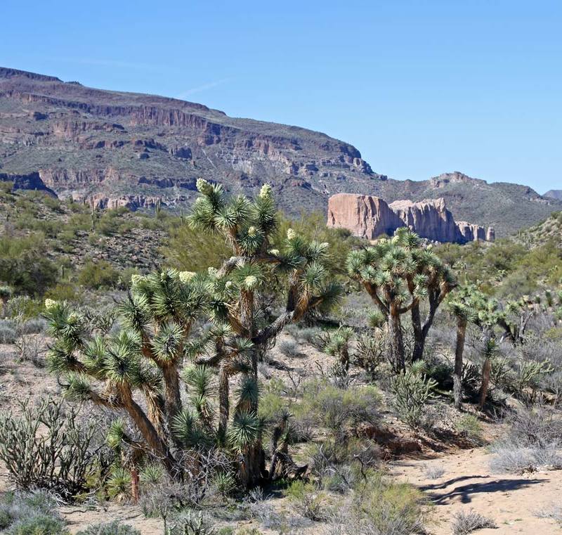 AZ Joshua Tree Pkwy1b.jpg